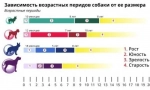 Koliko godina živi psi kod kuće